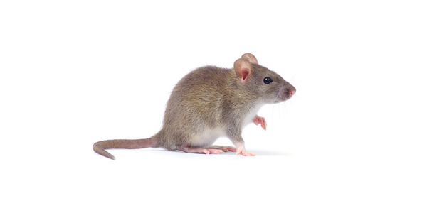 Consejos para prevenir y eliminar una plaga de roedores en el hogar