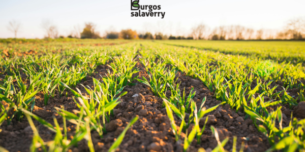 Cómo calcular la cantidad de fertilizante para un cultivo (sin pasarse ni quedarse corto)